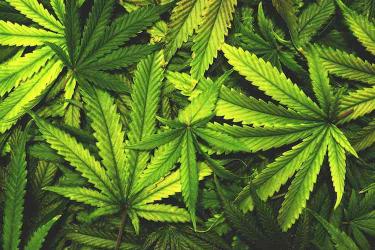 cannabis packaging